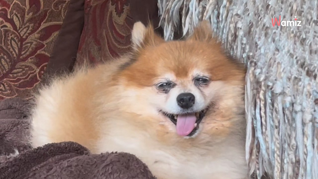 Son chien de 17 ans meurt : elle lui fait un bel hommage, alors qu'aucun refuge ne lui aurait fait confiance à l'époque