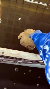 Nourrir des anguilles... flippant