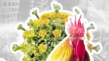 🐔🦠 5 Tips Cegah Flu Burung Biar Ga Merugi