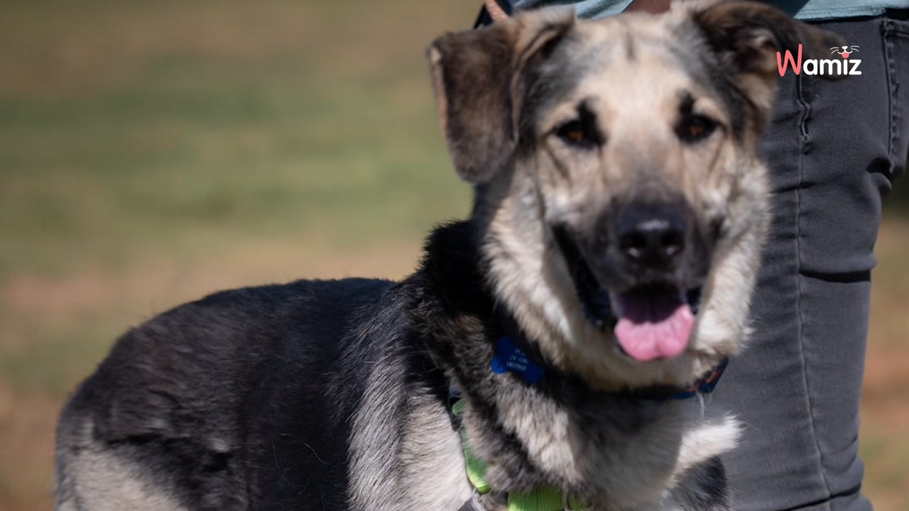 Cette chienne de 10 ans retrouve son meilleur ami pour la vie : les sauveteurs ont une idée géniale pour eux (vidéo)