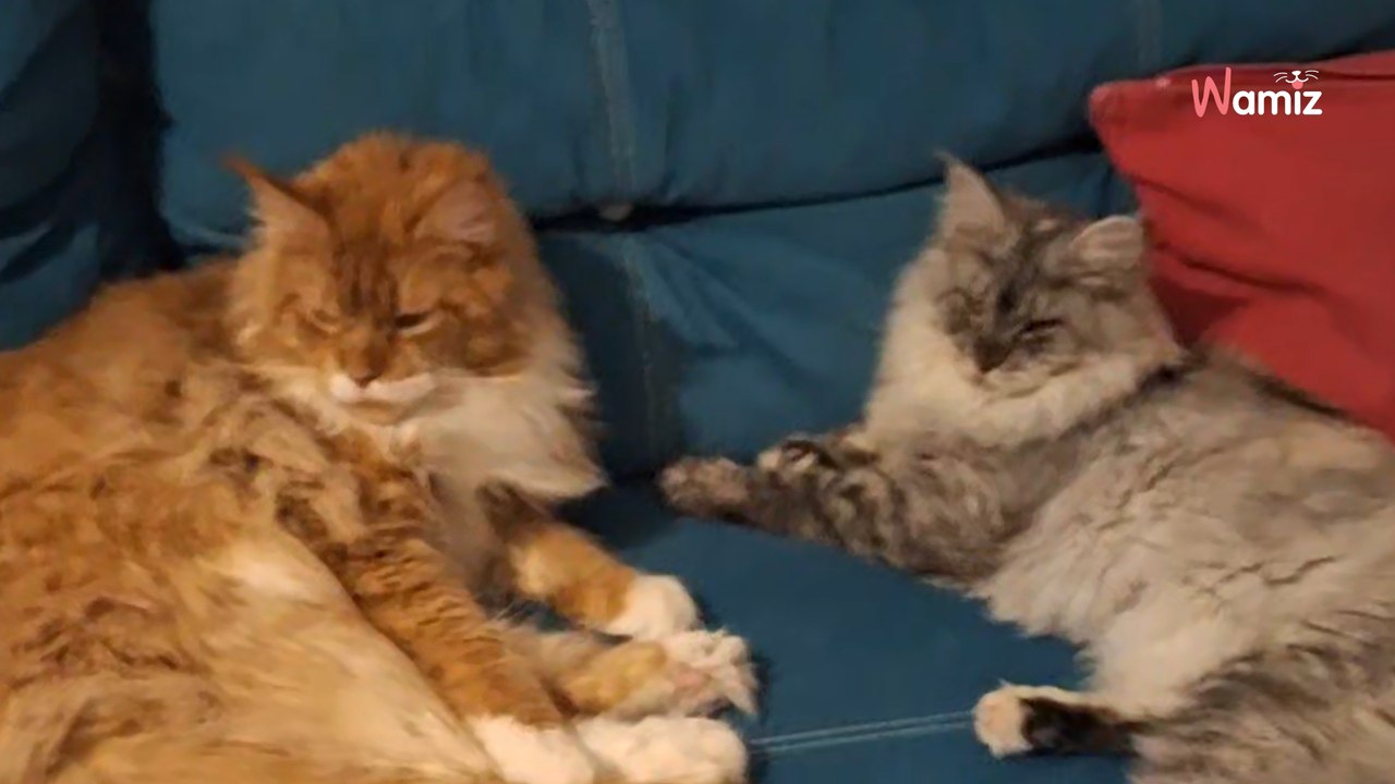 Immer traurig: Doch plötzlich hat dieser Kater ein besonderes Antidepressivum