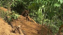 Palm Terrace Mastery on Sloped Land Using the D6R XL Bulldozer