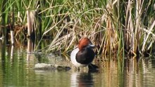 Porrón europeo Aythya ferina Laguna de Navaseca
