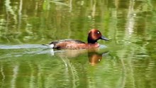 Porrón pardo Aythya nyroca Laguna de Navaseca