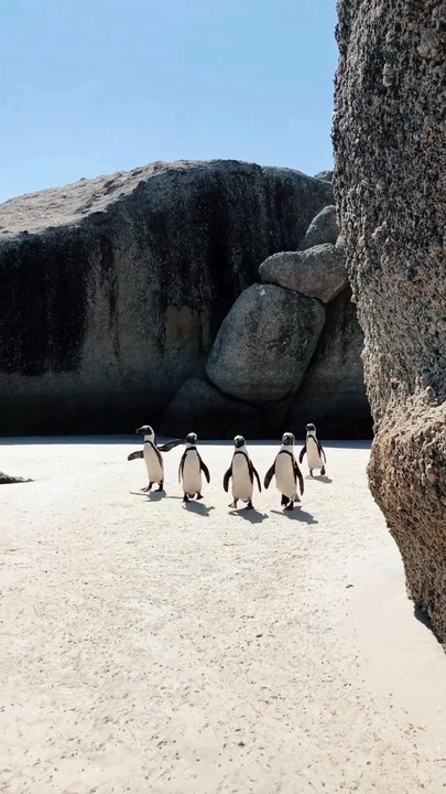 Adorable Penguins Walking in Style #CutePenguins #PenguinWalk #FunnyAnimals #ArcticVibes #PenguinLove #AnimalMotion #WildlifeMoments #ChubbyPenguins