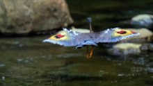 All video about birds life and hunting birds etc