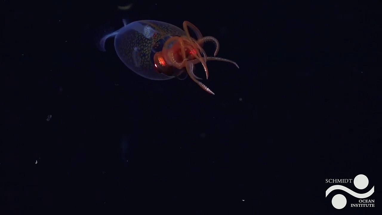 Squid