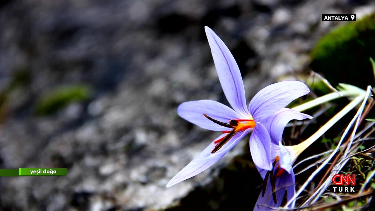 Antalya'nın doğal hazinesi endemik bitki türlerinin hikayesi Yeşil Doğa'da ekrana geldi