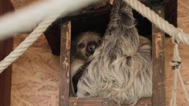 Torino, al Bioparco Zoom nasce un cucciolo di Bradipo. È il settimo in Italia (e il primo piemontese)