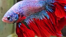 Ikan hias cupang
