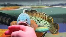 Agresif ikan channa
