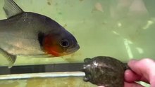 Piranha fish