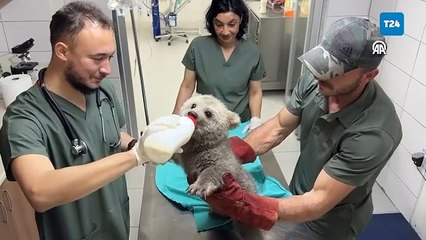 Doğada bulunan ayı yavruları Bursa'daki barınağın maskotu oldu