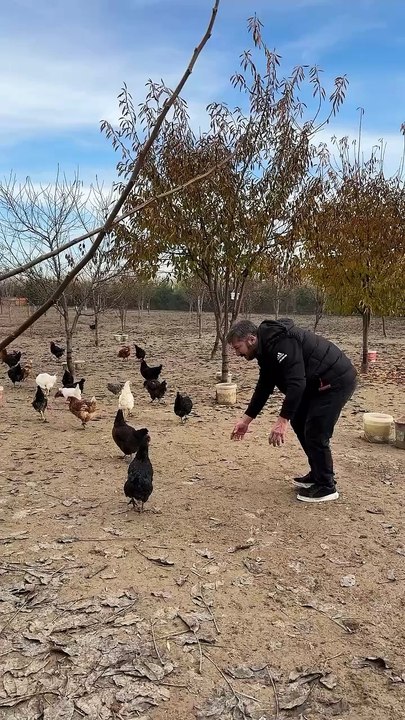 Fırında tavuk sever misin😎🐓