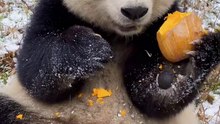 14- When Snowflakes Fall, My Soul Starts to Glow  #Panda