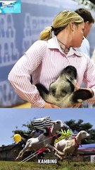 Lomba kambing terunik yang ada di dunia