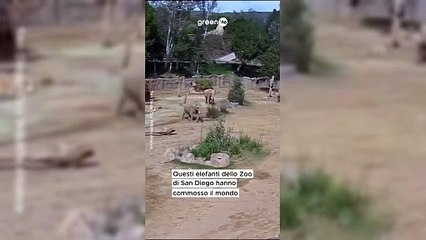 Elefanti nello zoo si stringono in un cerchio protettivo durante un terremoto