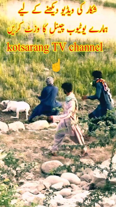 Wild boar hunting with dog||soor Ka Shikar