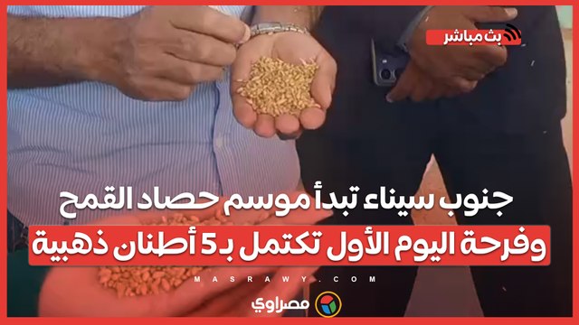 جنوب سيناء تبدأ موسم حصاد القمح وفرحة اليوم الأول تكتمل بـ 5 أطنان ذهبية