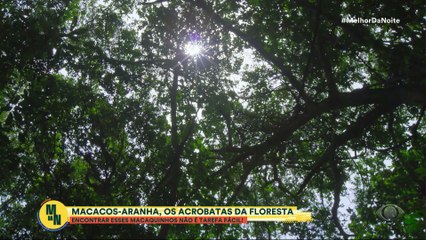 Planeta Incrível: veja como encontrar Macacos-aranha na floresta