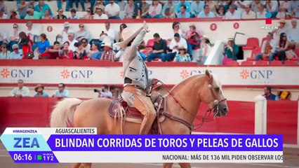 Blindan las corridas de toros y las peleas de gallos en Aguascalientes