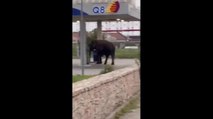 Fugge dal circo e si ferma alla stazione di servizio: ad Altamura l'elefante manda in tilt i cittadini