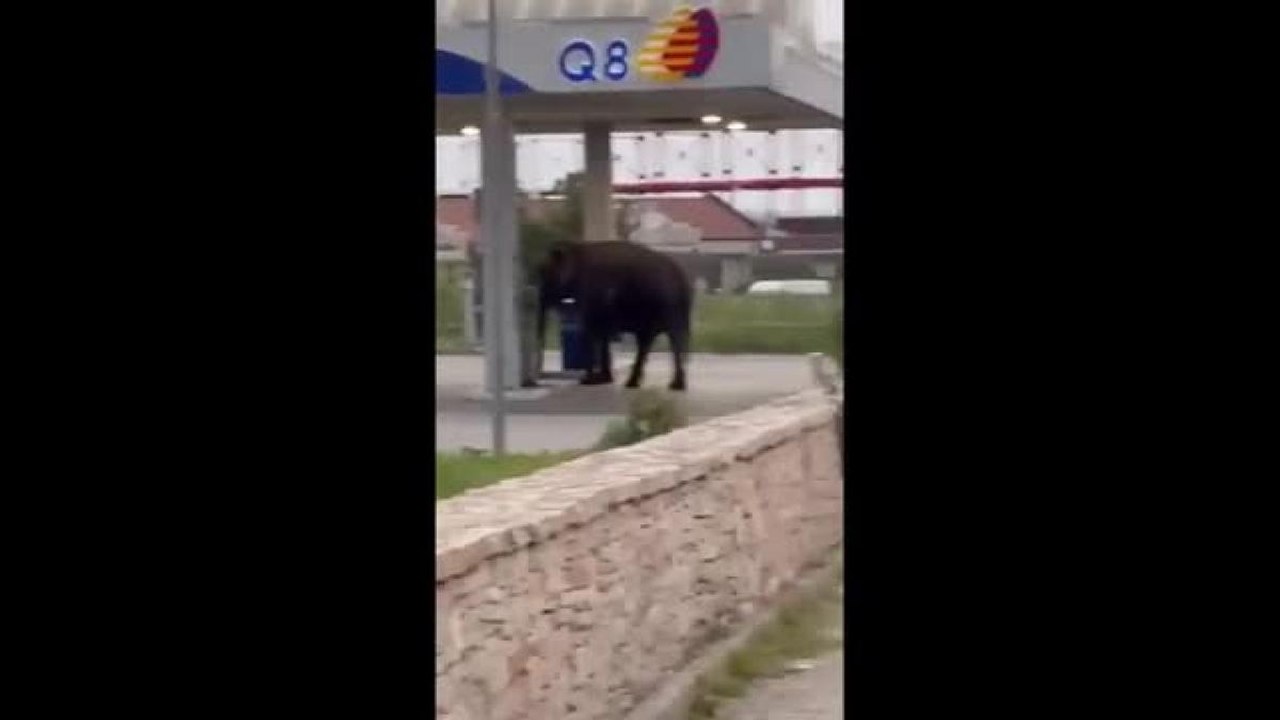 Fugge dal circo e si ferma alla stazione di servizio: ad Altamura l'elefante manda in tilt i cittadini