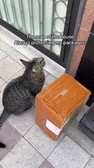 Cat Protects Owner's Package Delivered at Door