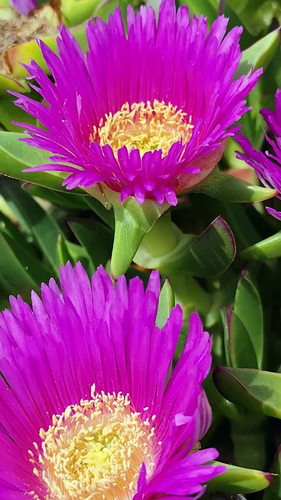 Carpobrotus acinaciformis flowers🌹