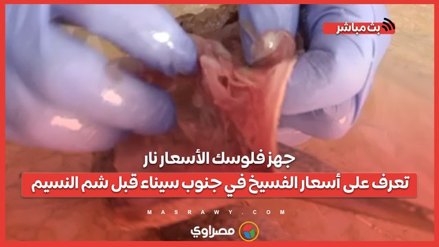 جهز فلوسك الأسعار نار.. تعرف على أسعار الفسيخ في جنوب سيناء قبل شم النسيم