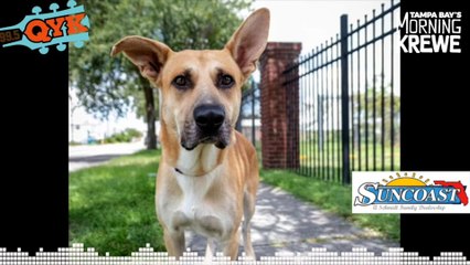 Mutt Monday - Meet Malcolm