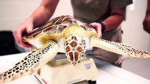 Nursing a Sea Turtle Back to Health Is Just What This Amazing Vet Does!