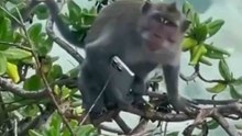 VIDEO: Scimmia a Bali avvistata con un iPhone 16 Pro Max prima del lancio ufficiale