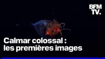 Un calmar colossal filmé pour la première fois dans son milieu naturel