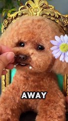 She cloned her CUTE DOG