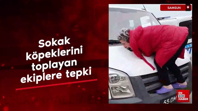 Samsun'da sokak köpeklerini toplayan ekiplere tepki
