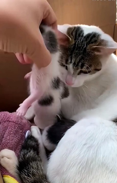 Funny Animals 😼Cute Animals  #short #cuteanimals #funnyanimals #shortsfeed