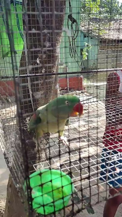 Parrot talking