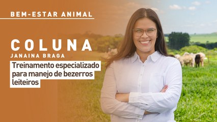 Bem-estar animal: Treinamento especializado para manejo de bezerros leiteiros
