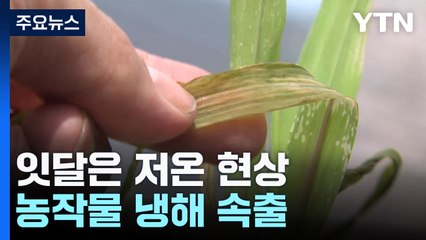 4월 이상 한파에 농작물 냉해 속출...농민들, 깊어지는 시름 / YTN