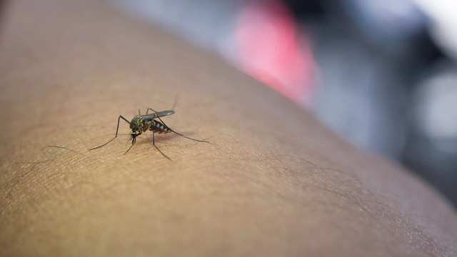 Ministerio de Salud declaró emergencia sanitaria por fiebre amarilla en Colombia