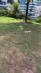 Grama de área verde no Morro do Ipiranga no terreno que teve leilão suspenso é raspada