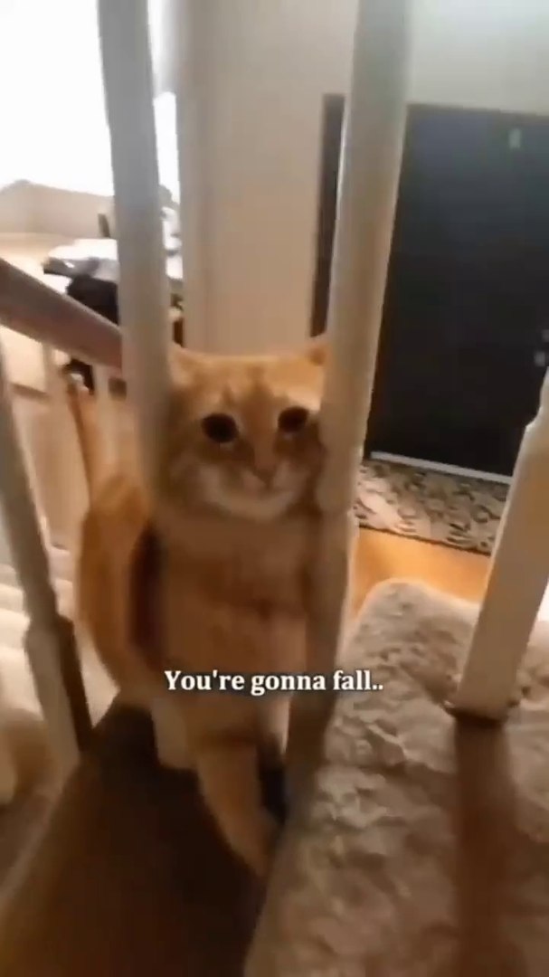 ⁣Funny pets #cats #Pets #animals #trending