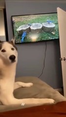 Funny animals videos #cats #Pets #animals