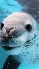 Saleemoffical presentation - Leopard seal.#trending