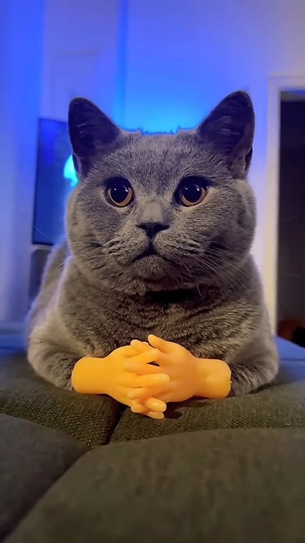 ⁣funny pets funny dogs and funny cats videos,