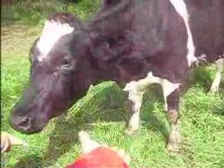 Mise à l'herbe fillottes Créaworld 048