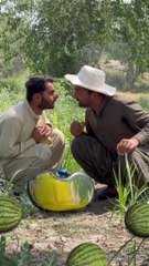 Tarboz ma hawa q bhari part 1