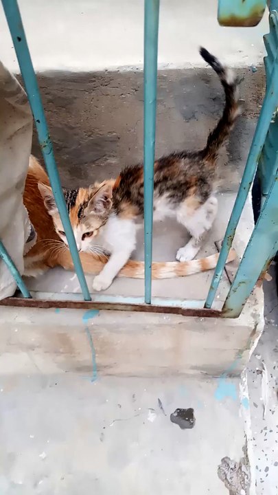 Beautiful cat baby
