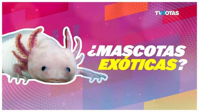 ¿Quieres una mascota exótica? Te contamos cuáles puedes tener en México y cómo cuidarlas